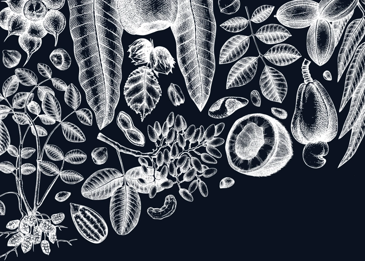 Vector nuts background on chalkboard. Vintage nuts sketched banner. Healthy food backdrop with branches, plants, nutshells hand-drawings. Realistic botanical illustrations for packaging design
